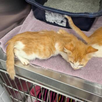 Elsa -  Domestic Short Hair Cat for Adoption in Emporia, Kansas - Elsa | PetCurious