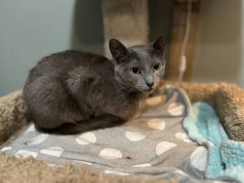 Rescue Domestic Short Hair Cats for Adoption in Zimmerman, Minnesota - Anchovy | PetCurious