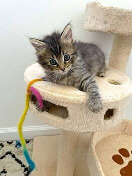 Tesha - Bonded with Phoenix -  Domestic Medium Hair Cat Available for Adoption in Fremont, California - Tesha - Bonded With Phoenix | PetCurious