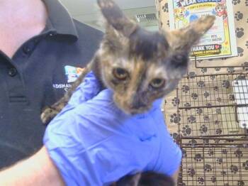 CALLIOPE -  Domestic Short Hair Cat for Adoption in Sacramento, California - CALLIOPE | PetCurious