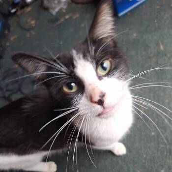 Mo -  Domestic Short Hair Cat for Adoption in Midland, Michigan - Mo | PetCurious