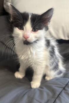 Domestic Medium Hair Cats Available for Adoption - Lally | PetCurious