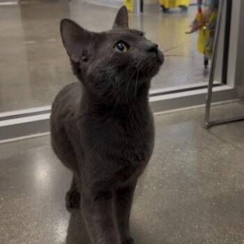 Domestic Short Hair Cats Available for Adoption in Janesville, Wisconsin - Chili | PetCurious