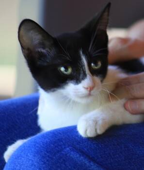 Pickles -  Domestic Short Hair Cat for Adoption in North Fort Myers, Florida - Pickles | PetCurious