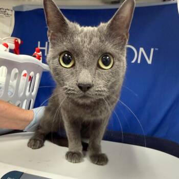 Lucy -  Domestic Short Hair Cat for Adoption in Kanab, Utah - Lucy | PetCurious