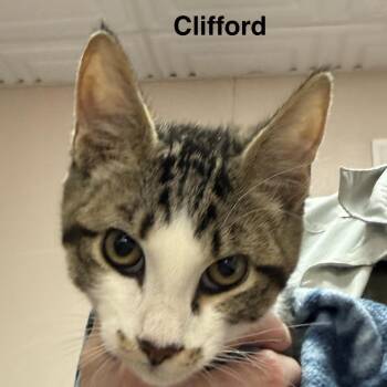 Clifford -  Domestic Short Hair Cat for Adoption in Lakewood, Colorado - Clifford | PetCurious