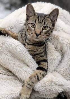 Rescue Domestic Short Hair and American Shorthair Cats for Adoption in Bedford, Indiana - Ranger | PetCurious