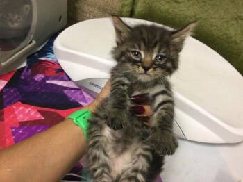 Domestic Long Hair Cats Available for Adoption in Riverside, California - MAYO | PetCurious