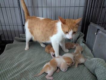 Rescue Domestic Short Hair Cats for Adoption in Dalton, Georgia - Keelie | PetCurious