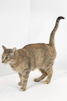 Tabby Cats Available for Adoption - Foxy | PetCurious