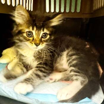 Hobbit -  Domestic Medium Hair Cat for Adoption in Keizer, Oregon - Hobbit | PetCurious