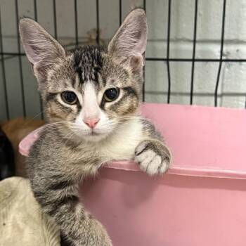 Hershey -  Domestic Short Hair Cat for Adoption in Riverwoods, Illinois - Hershey | PetCurious