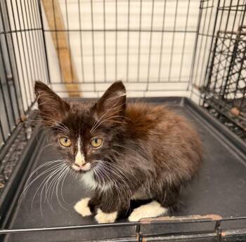 Penelope -  Domestic Long Hair Cat for Adoption in Metter, Georgia - Penelope | PetCurious