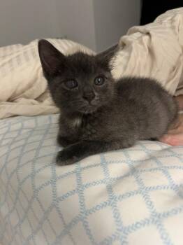 Sniffies -  Domestic Short Hair Cat for Adoption in New York, New York - Sniffies | PetCurious