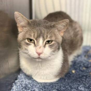 Gandalf the Grey (fka Felix 2) -  Domestic Short Hair Cat for Adoption in Cumming, Georgia - Gandalf The Grey (fka Felix 2) | PetCurious