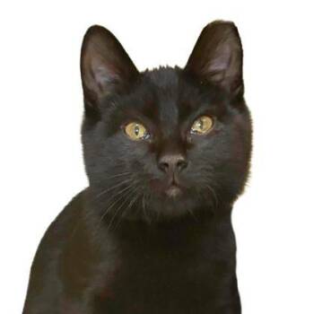 Rescue Domestic Short Hair Cats for Adoption - Michi | PetCurious