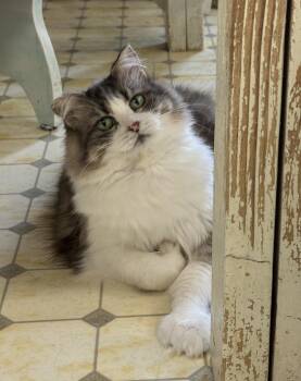 Rescue Domestic Medium Hair Cats for Adoption in Anchorage, Alaska - Lucia-Shy | PetCurious