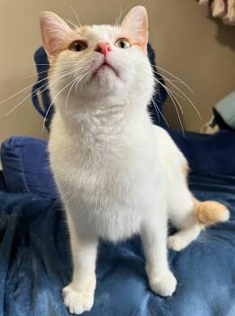 Rescue Domestic Short Hair Cats for Adoption in Spencerville, Ontario - Silas | PetCurious