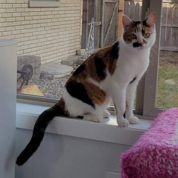 Domestic Short Hair Cats Available for Adoption - Judy | PetCurious