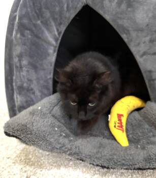 Fluffy -  Domestic Long Hair Cat for Adoption in Palm Coast, Florida - Fluffy | PetCurious