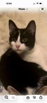 Domestic Short Hair Cats Available for Adoption - Dottie | PetCurious