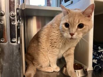 TEVYE -  Domestic Short Hair Cat for Adoption in Colorado Springs, Colorado - TEVYE | PetCurious