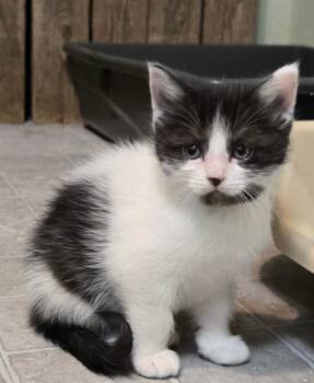 Domestic Short Hair Cats Available for Adoption in Minneapolis, Minnesota - Mercy-Pending Adoption | PetCurious