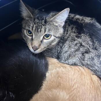 Domestic Short Hair Cats Available for Adoption in Philadelphia, Pennsylvania - Billy | PetCurious
