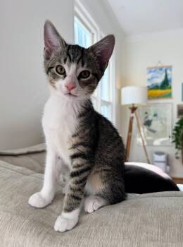 Wily -  Domestic Short Hair Cat for Adoption in Reston, Virginia - Wily | PetCurious