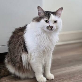 Ernie -  Domestic Medium Hair Cat Available for Adoption in Chapel Hill, North Carolina - Ernie | PetCurious