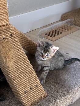 Domestic Short Hair Cats Available for Adoption in Gardnerville, Nevada - Mercury | PetCurious