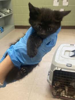 Domestic Short Hair Cats Available for Adoption in Burnsville, North Carolina - Larimore | PetCurious