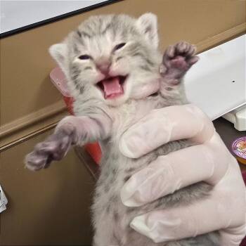 Crayola -  Domestic Short Hair Cat for Adoption in Milan, Illinois - Crayola | PetCurious