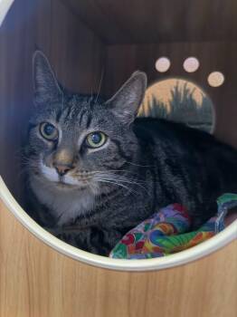 Domestic Short Hair Cats Available for Adoption - Maple | PetCurious