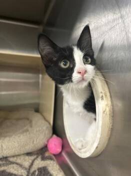 Sally -  Domestic Short Hair Cat for Adoption in Picayune, Mississippi - Sally | PetCurious