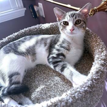 Mimi -  Domestic Short Hair Cat for Adoption in Lewisville, Texas - Mimi | PetCurious