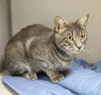 Rescue Domestic Short Hair Cats for Adoption in Lambertville, New Jersey - Zoltan | PetCurious