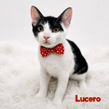Lucero -  Domestic Short Hair Cat for Adoption in Fort Lauderdale, Florida - Lucero | PetCurious