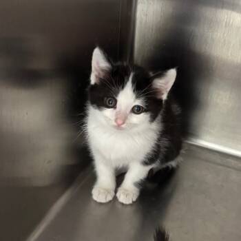 Rescue Domestic Short Hair Cats for Adoption in Grand Rapids, Michigan - Violet - Chow Hound Northland | PetCurious