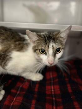 A273920 -  Domestic Short Hair Cat for Adoption in Chula Vista, California - A273920 | PetCurious