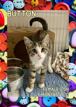 Rescue Domestic Short Hair Cats for Adoption in Danville, Indiana - Button | PetCurious