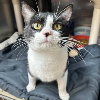 Mr. Cuddle Bug -  Domestic Short Hair Cat for Adoption in Newport, North Carolina - Mr. Cuddle Bug | PetCurious