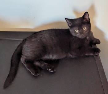 Rescue Domestic Short Hair Cats for Adoption in Parkville, Missouri - Tweed | PetCurious