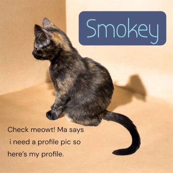 Smokey -  Tortoiseshell and Domestic Short Hair Cat for Adoption in Pensacola, Florida - Smokey | PetCurious