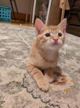 Beingnet (benny) -  Domestic Short Hair Cat for Adoption in Salt Lake City, Utah - Beingnet (benny) | PetCurious
