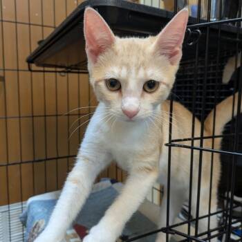 Tofu -  Domestic Medium Hair Cat for Adoption in Fulton, Texas - Tofu | PetCurious