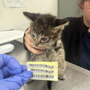 Frank Cilantro -  Domestic Medium Hair Cat for Adoption in Charleston, West Virginia - Frank Cilantro | PetCurious