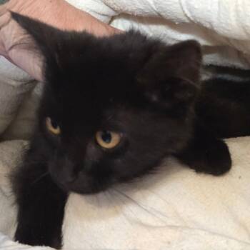 Rescue Domestic Long Hair Cats for Adoption in Priest River, Idaho - Periwinkle | PetCurious