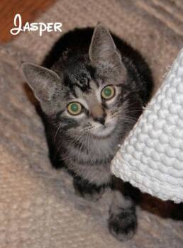 Jasper -  Tabby Cat for Adoption in Knoxville, Tennessee - Jasper | PetCurious