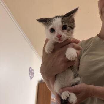 Cat Girl -  Domestic Short Hair Cat for Adoption in Columbia, Missouri - Cat Girl | PetCurious